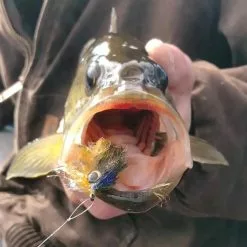 Fish Skull Living Eyes -Hengel Sets Winkel Fish Skull Living Eyes FISHSKULL EYES XX skull liv eyes 1