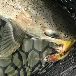 Fish Skull Living Eyes -Hengel Sets Winkel Fish Skull Living Eyes FISHSKULL EYES XX skull liv eyes 3